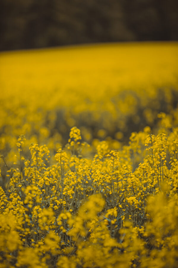 LR Color Preset "Canola" - PC/MAC/Smartphone – Bild 8