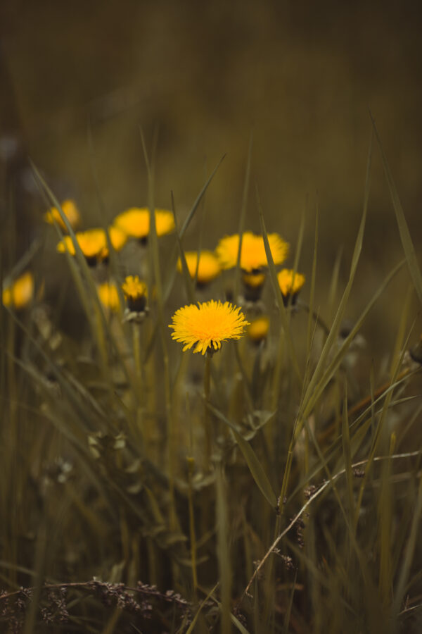 LR Color Preset "Canola" - PC/MAC/Smartphone – Bild 10