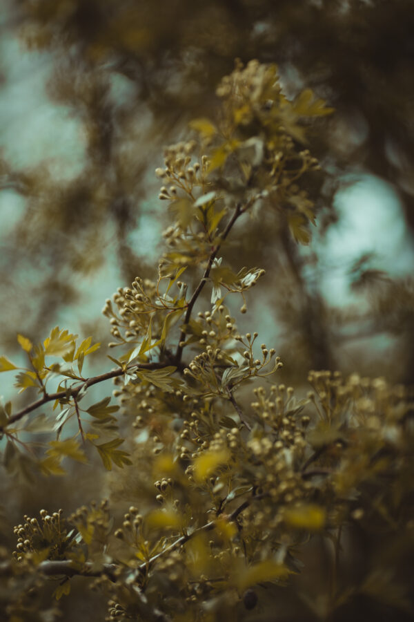 LR Color Preset "Canola" - PC/MAC/Smartphone – Bild 7